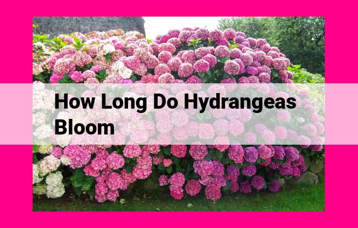 how long do hydrangeas bloom