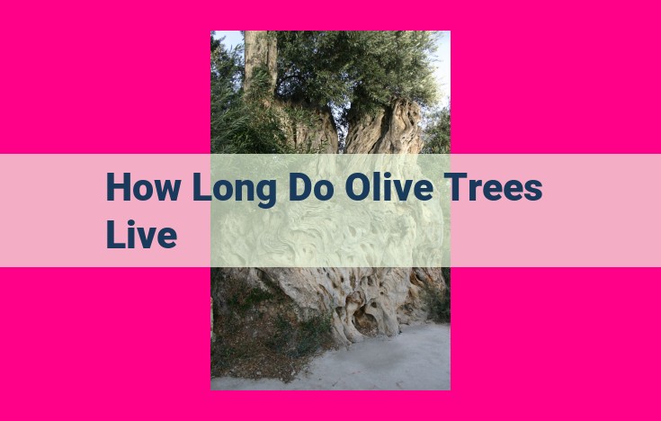 how long do olive trees live