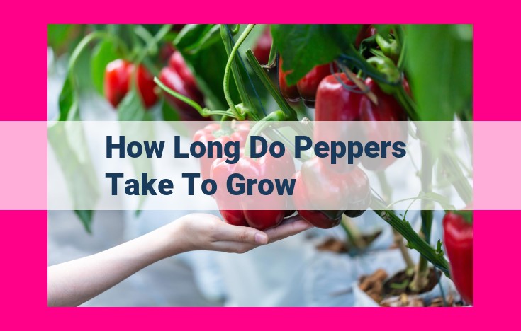 how long do peppers take to grow