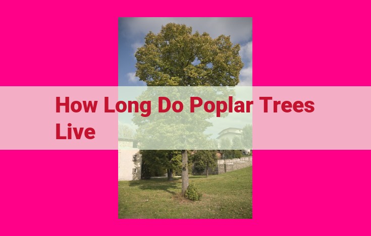 how long do poplar trees live