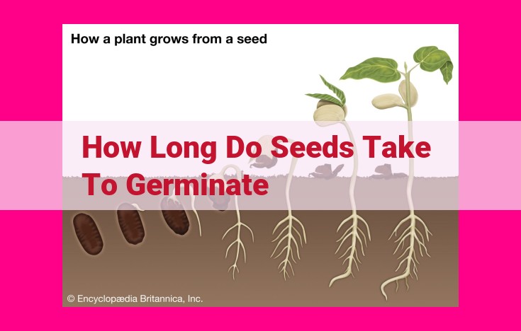 how long do seeds take to germinate