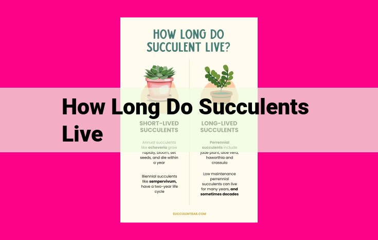 how long do succulents live