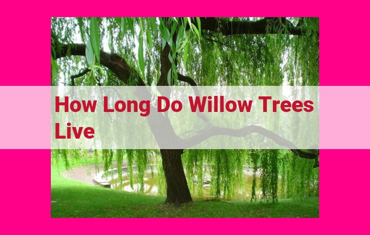 how long do willow trees live