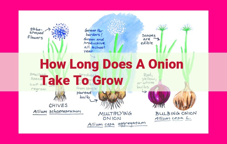 how long does a onion take to grow