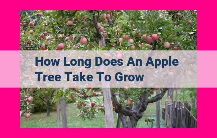 how long does an apple tree take to grow