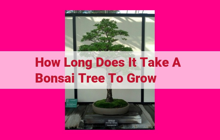 how long does it take a bonsai tree to grow