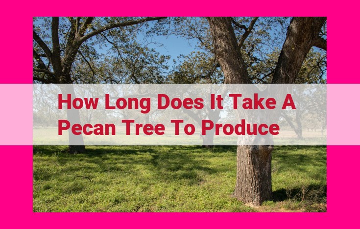 how long does it take a pecan tree to produce