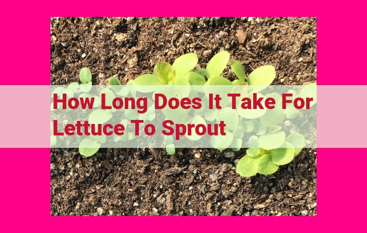 how long does it take for lettuce to sprout