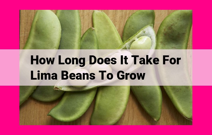 how long does it take for lima beans to grow