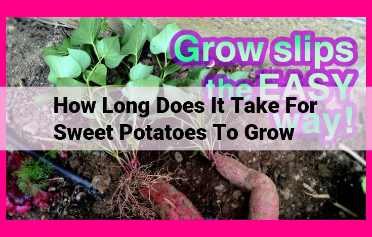 how long does it take for sweet potatoes to grow