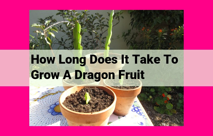 how long does it take to grow a dragon fruit