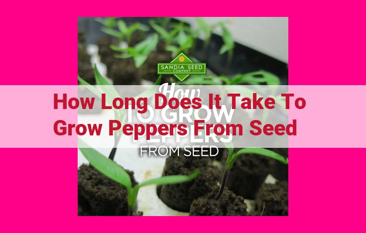 how long does it take to grow peppers from seed