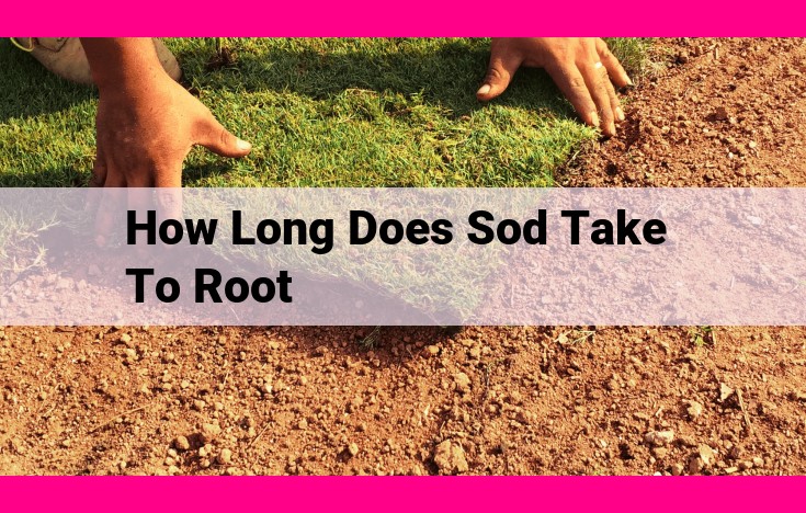 how long does sod take to root