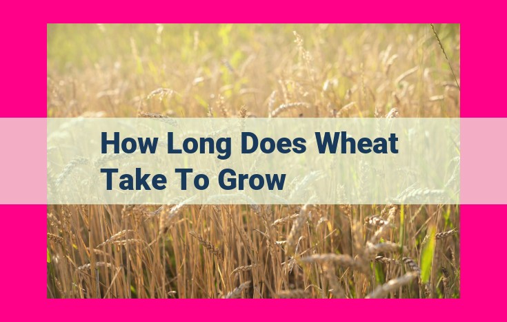 how long does wheat take to grow