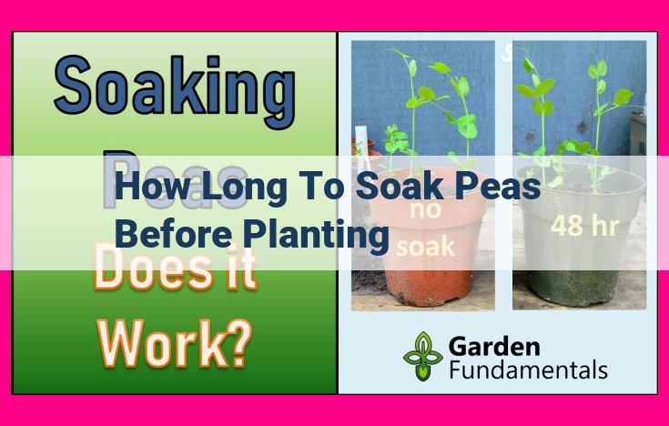 how long to soak peas before planting