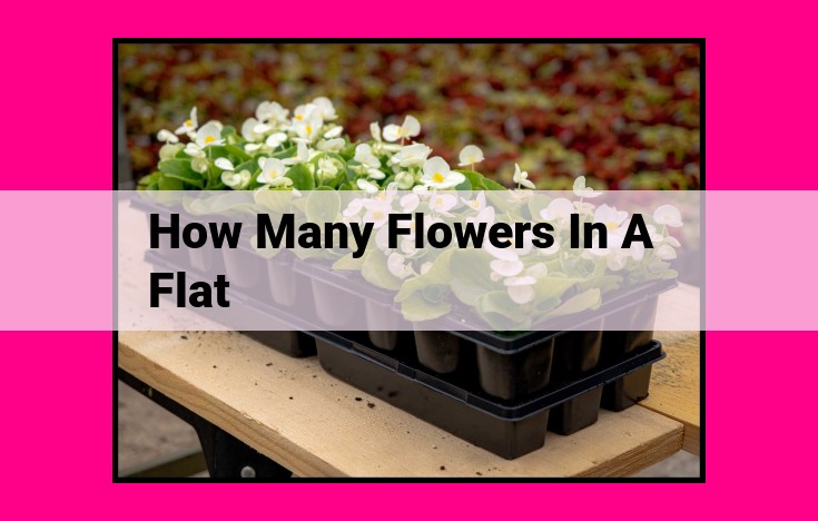 how many flowers in a flat