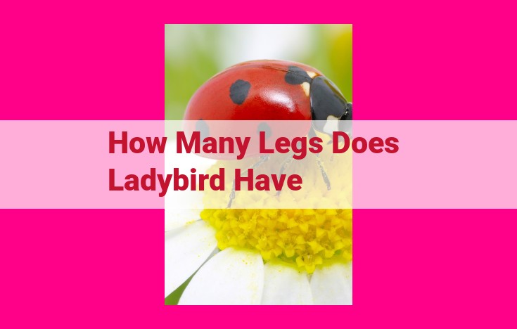 how many legs does ladybird have