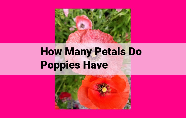 how many petals do poppies have