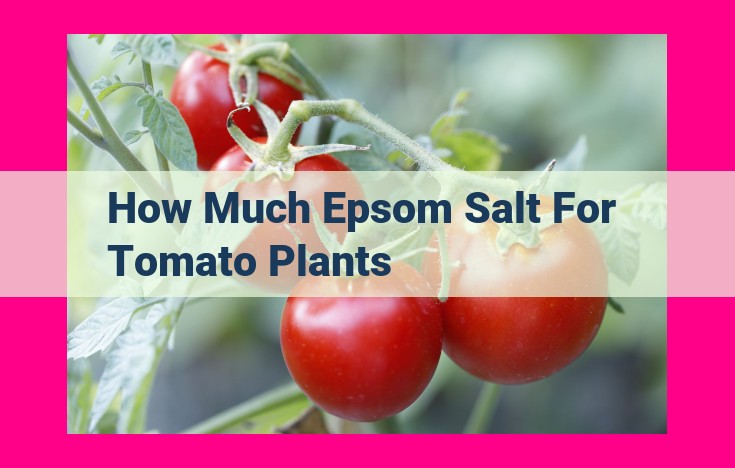 how much epsom salt for tomato plants