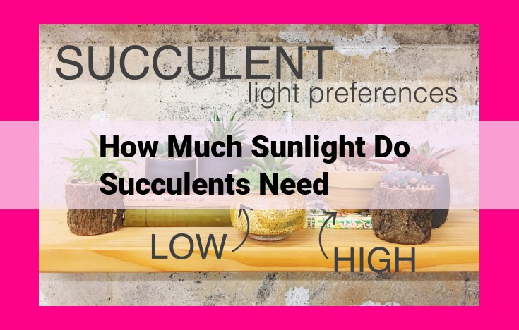 how much sunlight do succulents need