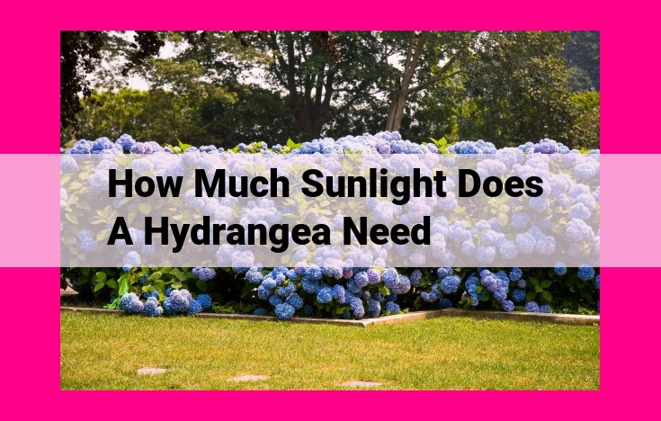 how much sunlight does a hydrangea need