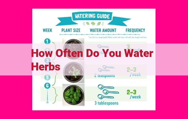 how often do you water herbs