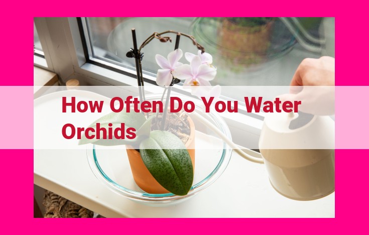 how often do you water orchids