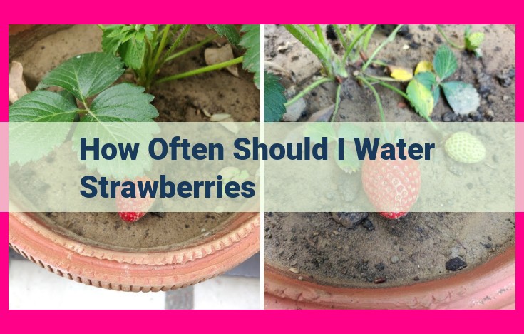 how often should i water strawberries