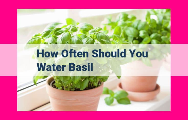 how often should you water basil