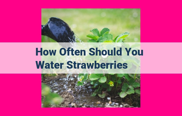 how often should you water strawberries