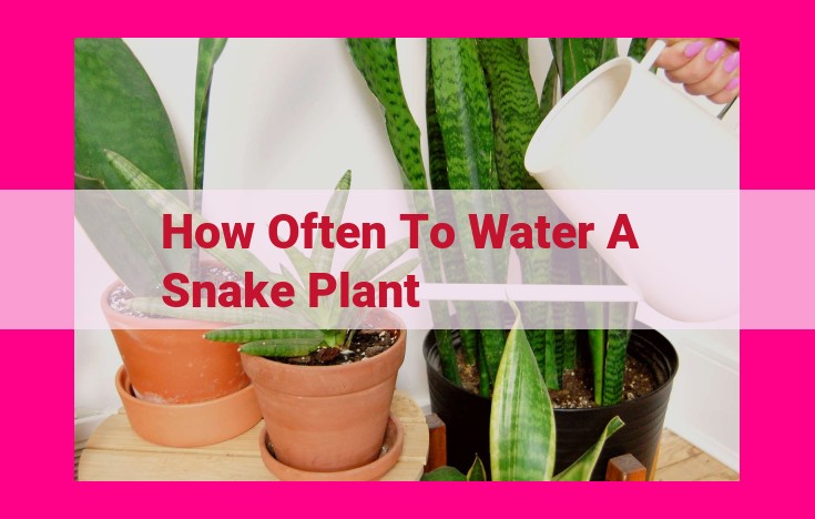 how often to water a snake plant