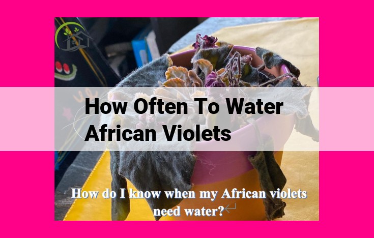 how often to water african violets