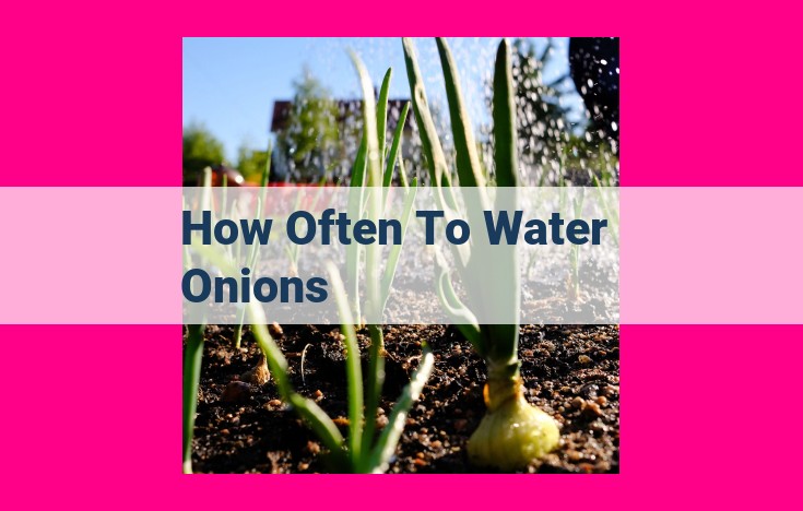 how often to water onions