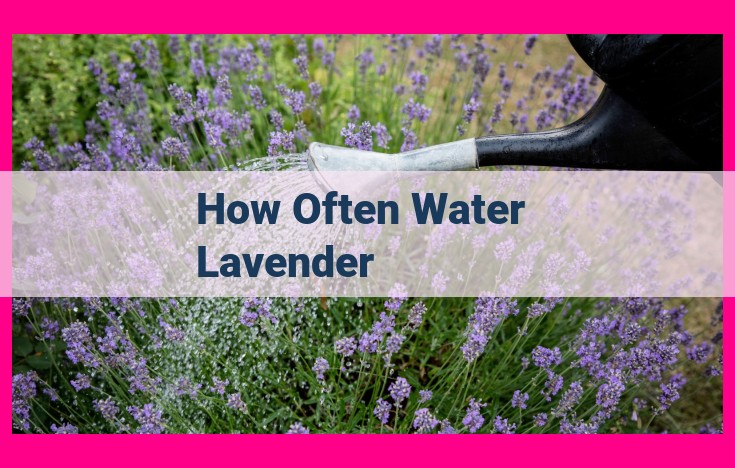 how often water lavender