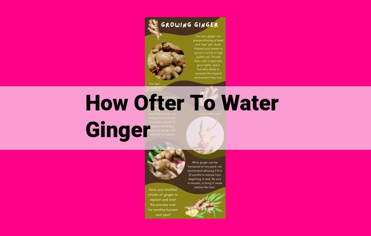 how ofter to water ginger