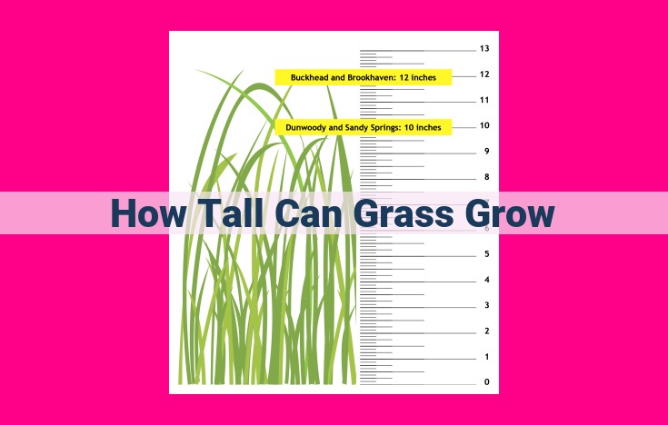 how tall can grass grow