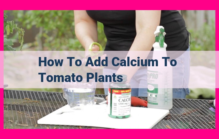 how to add calcium to tomato plants