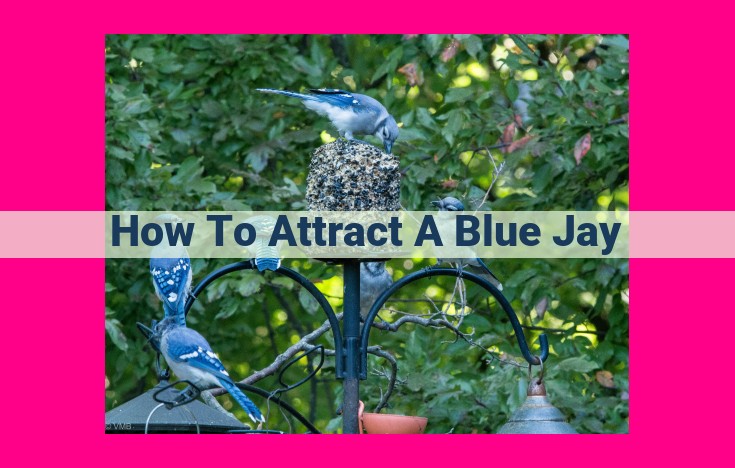 how to attract a blue jay