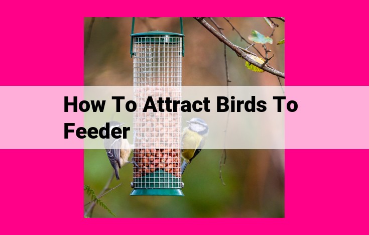 how to attract birds to feeder