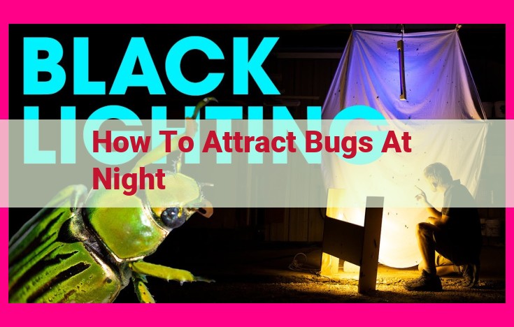 how to attract bugs at night