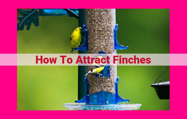 how to attract finches