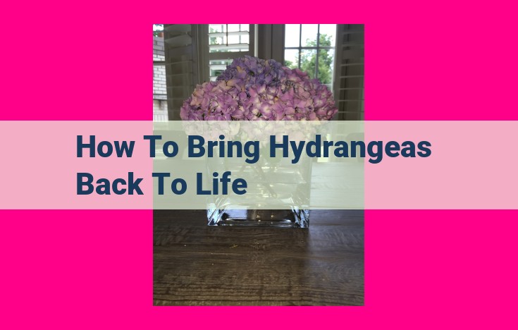 how to bring hydrangeas back to life