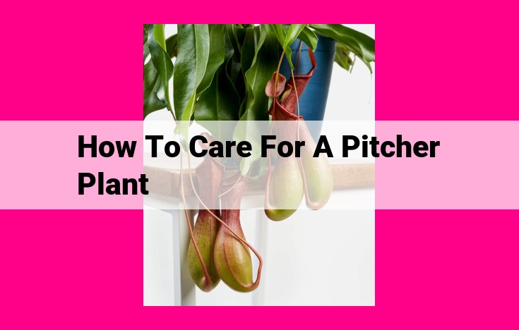 how to care for a pitcher plant