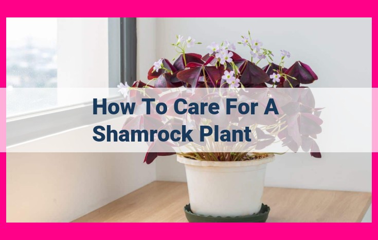 how to care for a shamrock plant