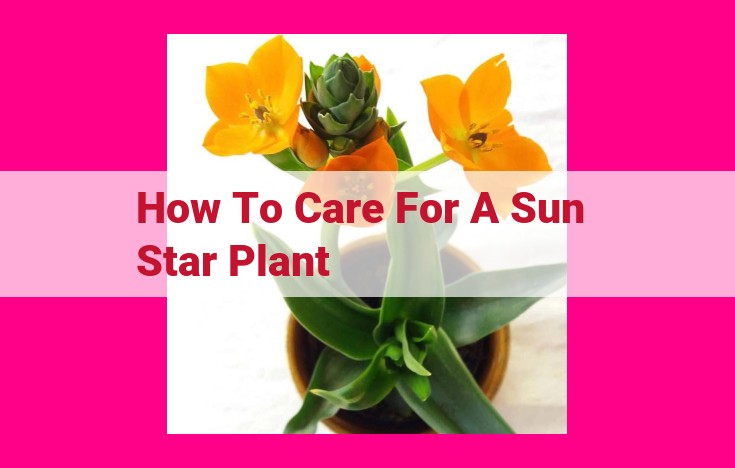 how to care for a sun star plant