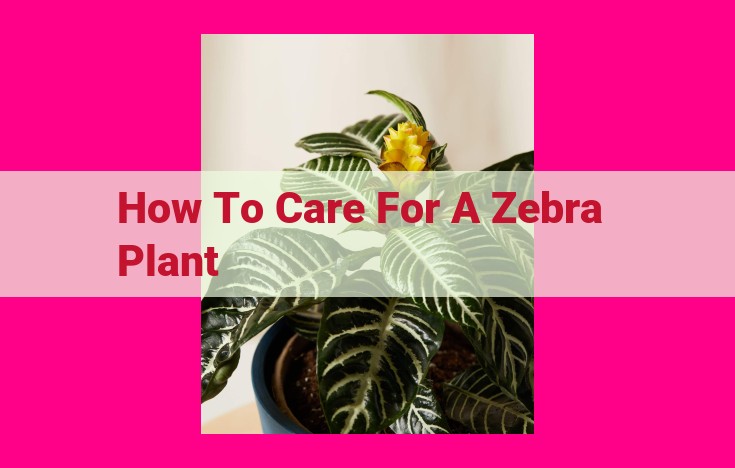 how to care for a zebra plant