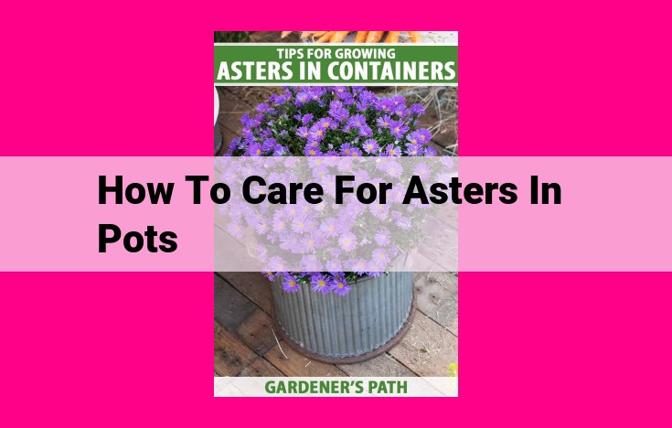 how to care for asters in pots