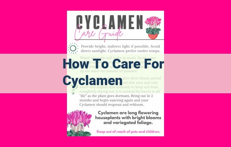 how to care for cyclamen