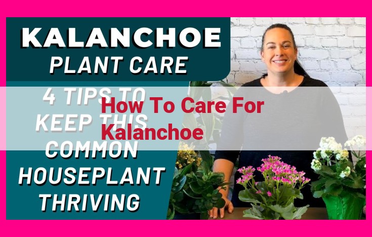 how to care for kalanchoe