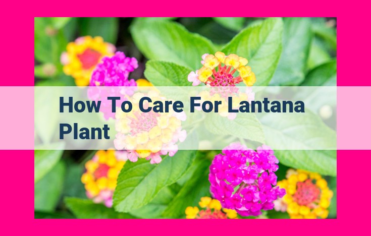 how to care for lantana plant